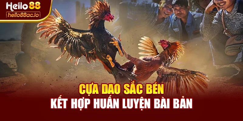 Cựa dao sắc bén kết hợp huấn luyện bài bản