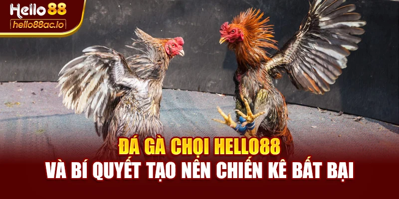 Đá Gà Chọi Hello88 Và Bí Quyết Tạo Nên Chiến Kê Bất Bại