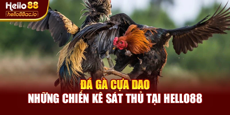 Đá Gà Cựa Dao – Những Chiến Kê Sát Thủ Tại Hello88
