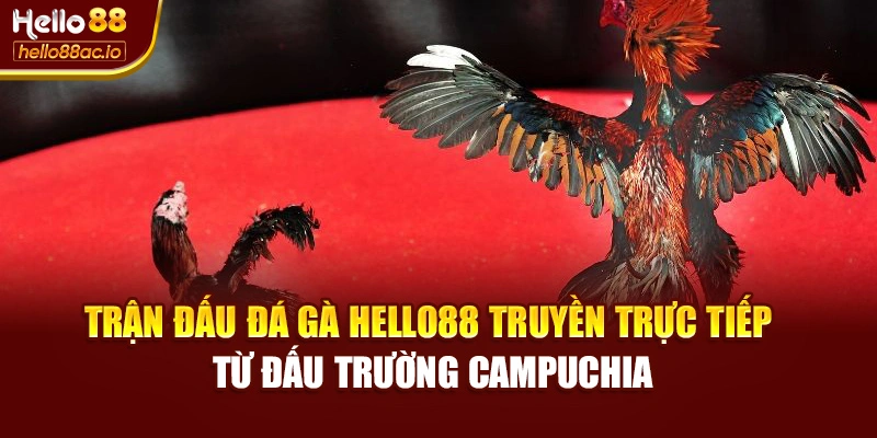Trận đấu đá gà Hello88 truyền trực tiếp từ đấu trường Campuchia